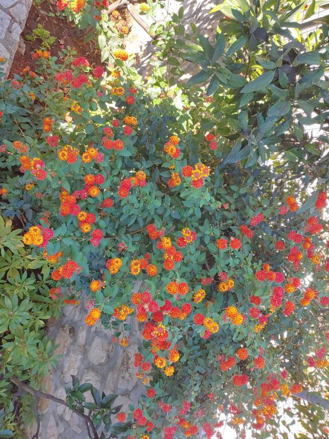 קסאמיל Villa Leonel Zeka מראה חיצוני תמונה